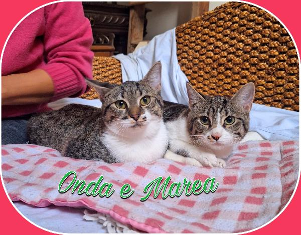 Onda e Mare sorelline 6 mesi Foto 2